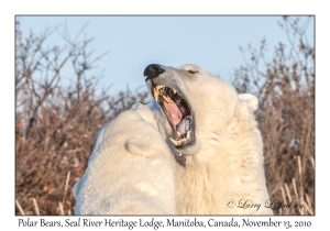 Polar Bears