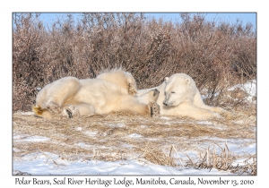 Polar Bears