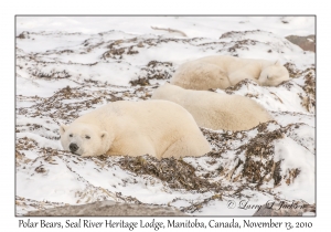 Polar Bears