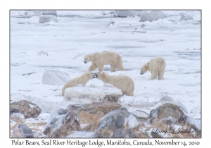 Polar Bears