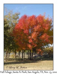 Fall Foliage