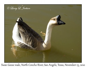Swan Goose, male