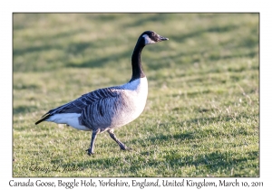 Canada Goose