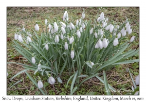 Snow Drops