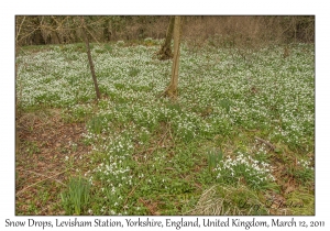 Galanthus plicatus