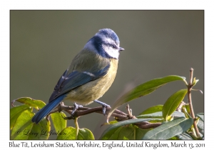 Blue Tit