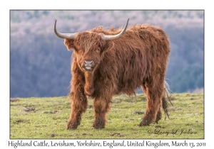 Highland Cattle