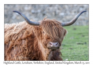 Highland Cattle