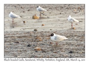 Black-headed Gulls