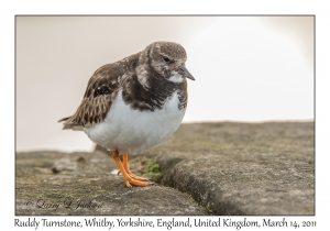 Ruddy Turnstone