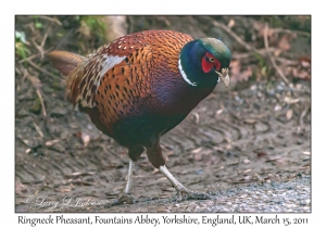 Ringneck Pheasant