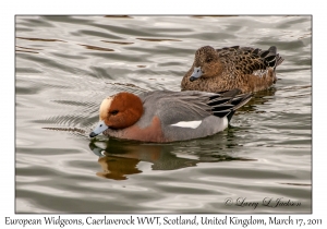 European Widgeons