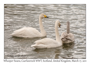 Whooper Swans