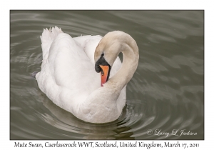 Mute Swan