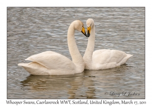 Whooper Swans