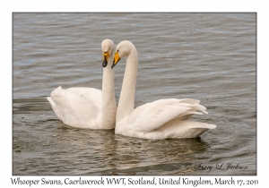 Whooper Swans