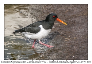 Eurasian Oystercatcher