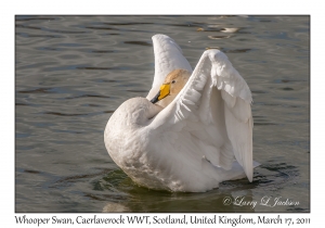 Whooper Swan