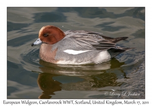 European Widgeon