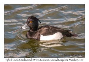 Tufted Duck