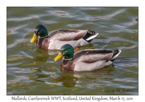 Mallards