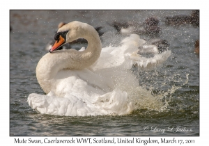 Mute Swan