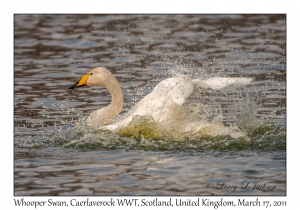 Whooper Swan