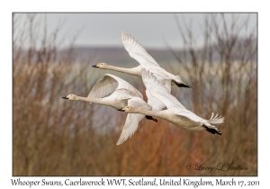 Whooper Swans