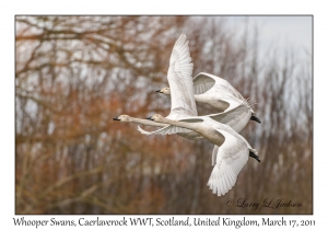 Whooper Swans