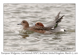 European Widgeons