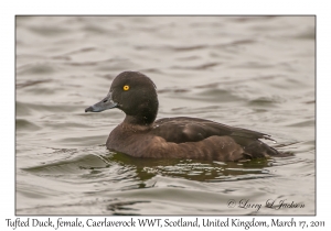 Tufted Duck