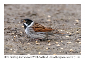 Reed Bunting