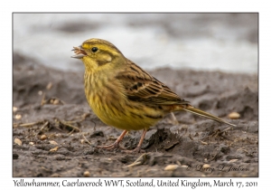 Yellowhammer