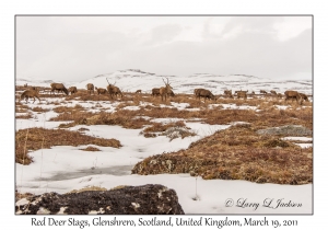 Red Deer Stags