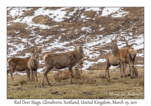 Red Deer Stags