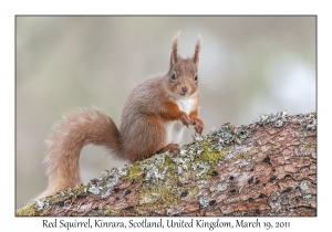 Red Squirrel