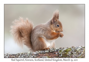 Red Squirrel