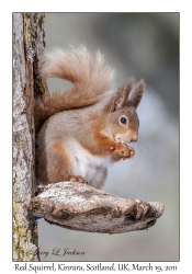 Red Squirrel