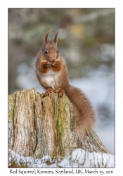 Red Squirrel