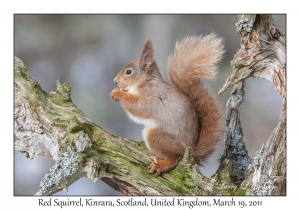 Red Squirrel