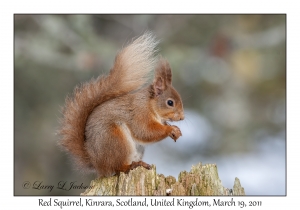 Red Squirrel