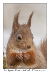 Red Squirrel