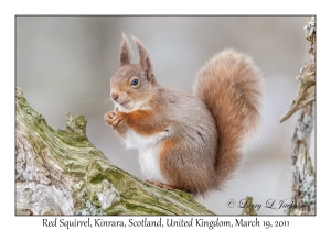 Red Squirrel