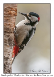 Great-spotted Woodpecker