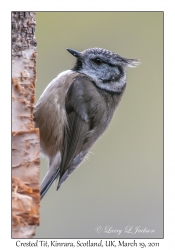 Crested Tit