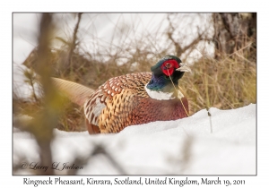 Ringneck Pheasant