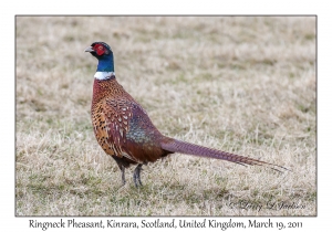 Ringneck Pheasant