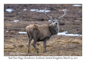 Red Deer Stag