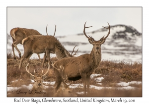 Red Deer Stags