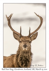 Red Deer Stag